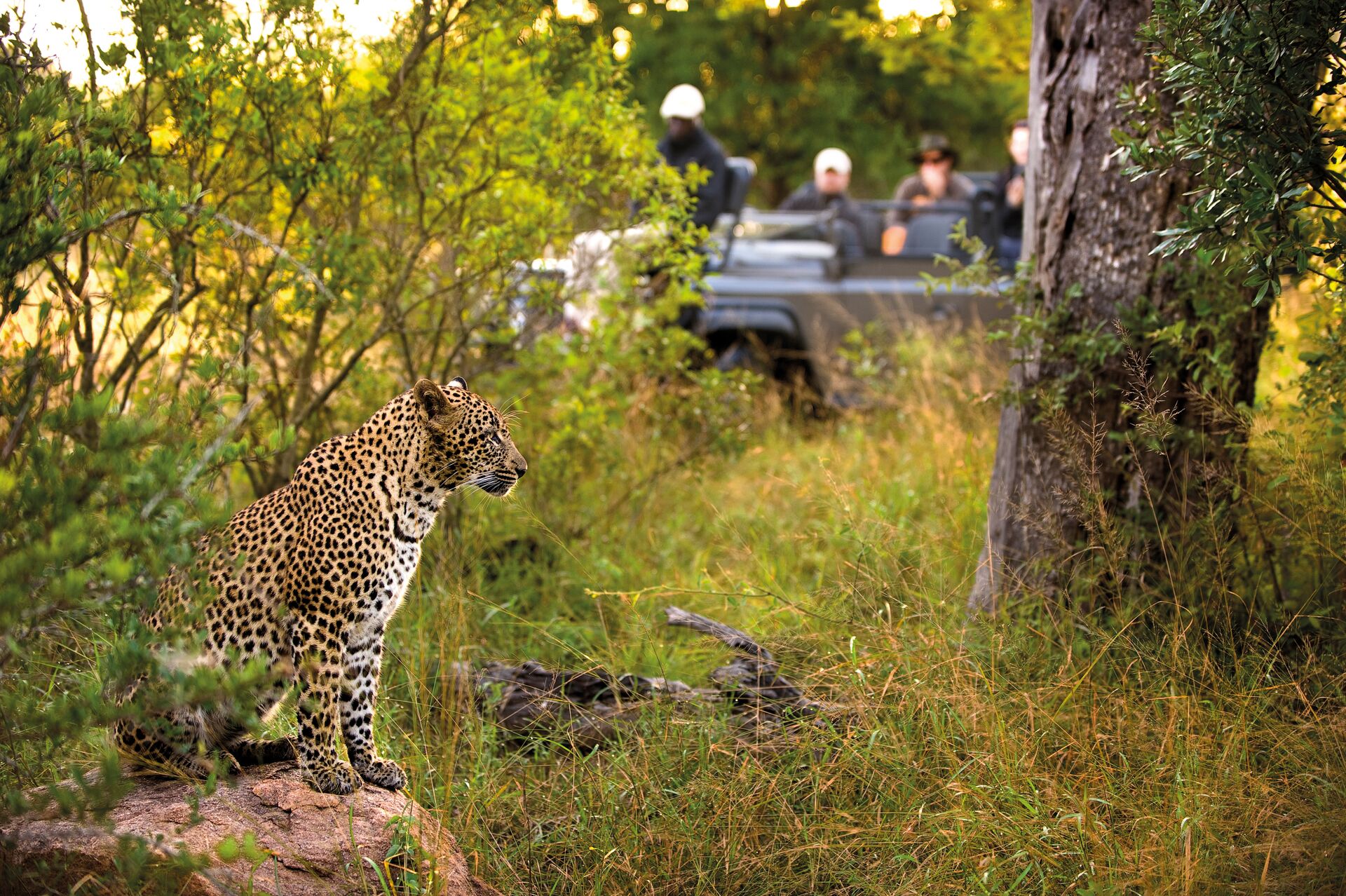 Cheetah being photographed by tourists during a safari holiday in South Africa