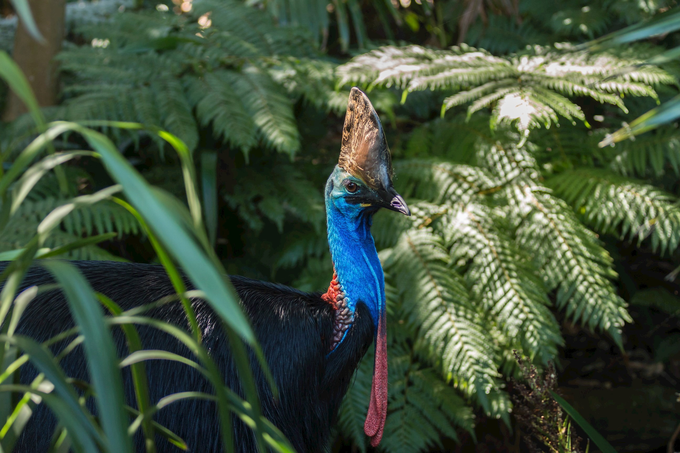 Cassowary bird in the Cairns Daintree Rainforest in Australia