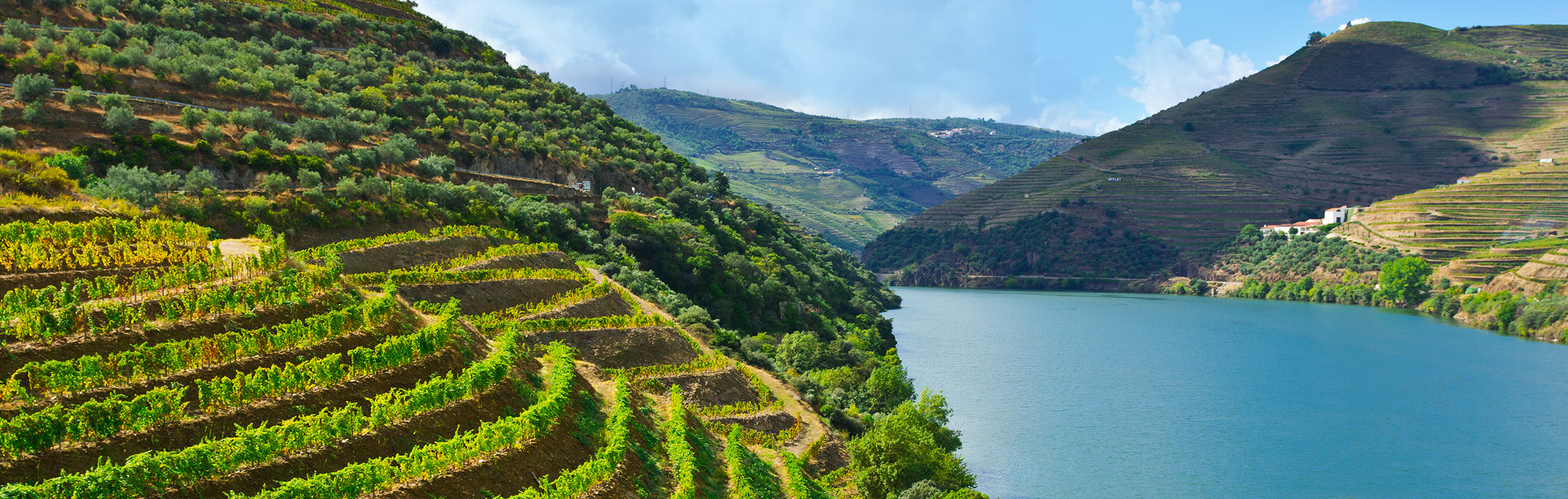 A view of vineyard, Douro River, Portugal.