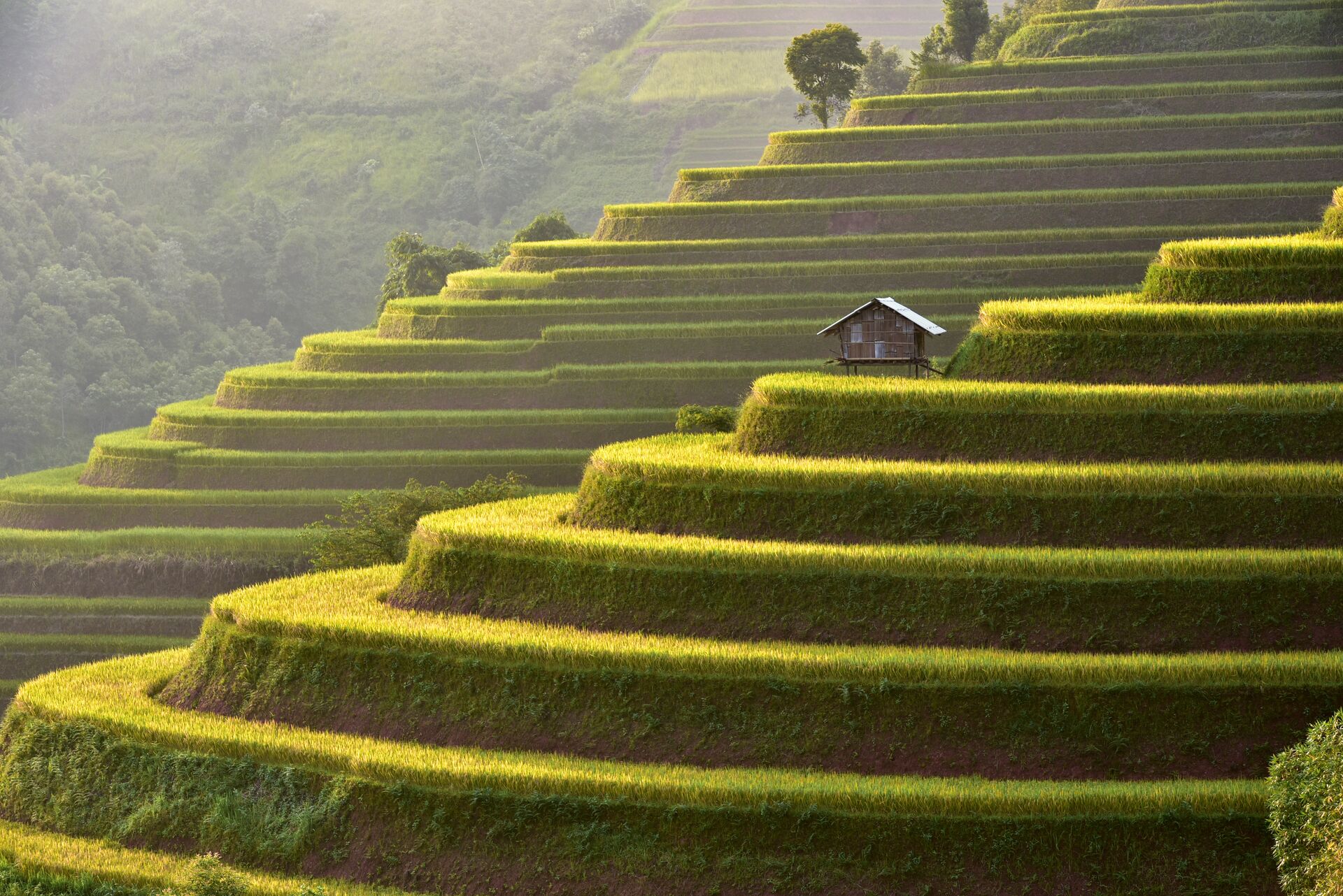 Rice paddy terraces in Vietnam