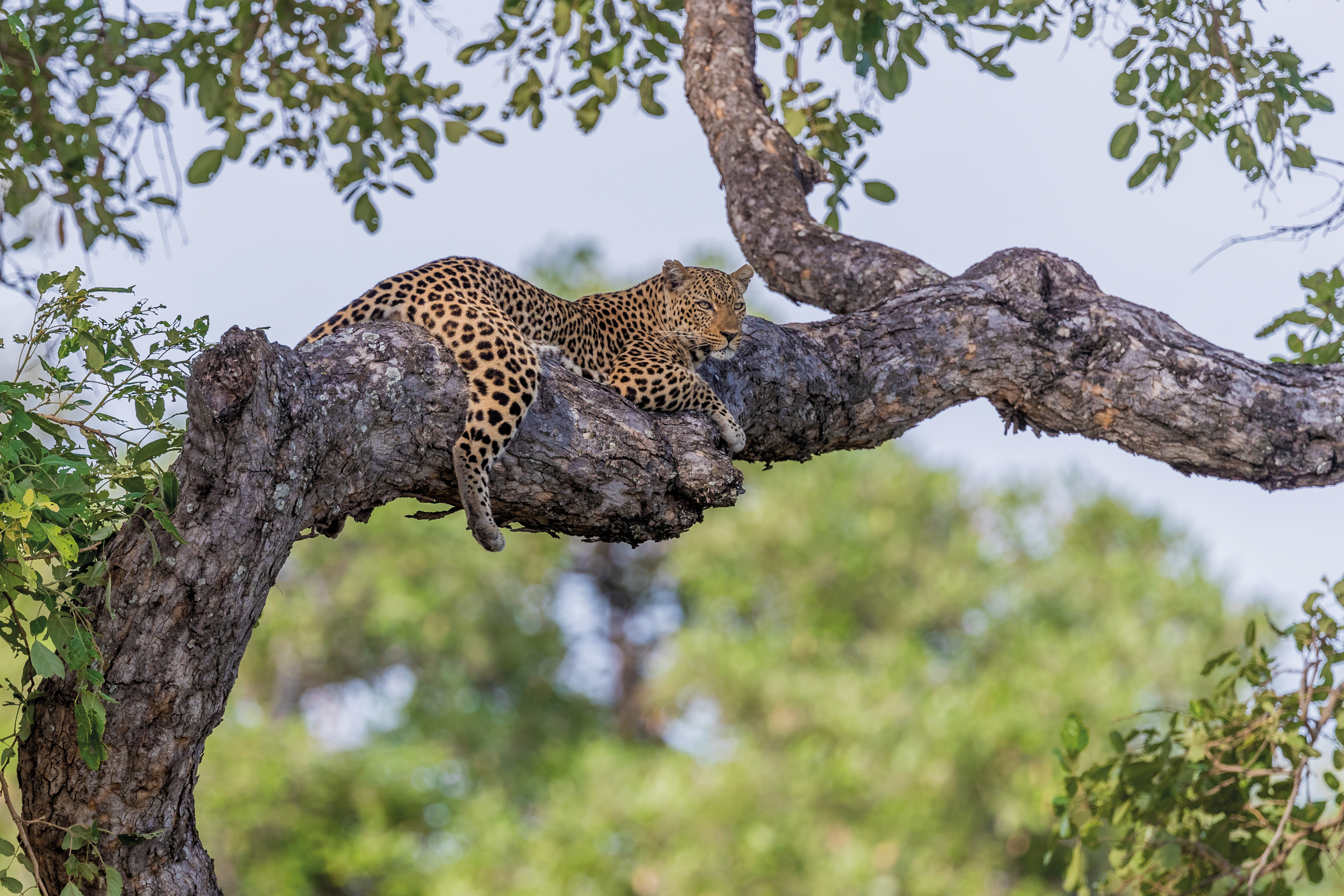 A cheetah lying on a tree branch