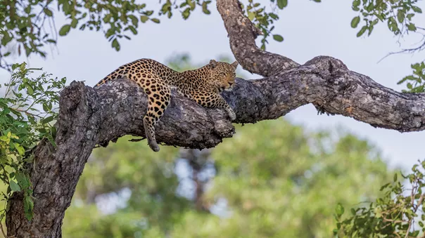 A cheetah lying on a tree branch