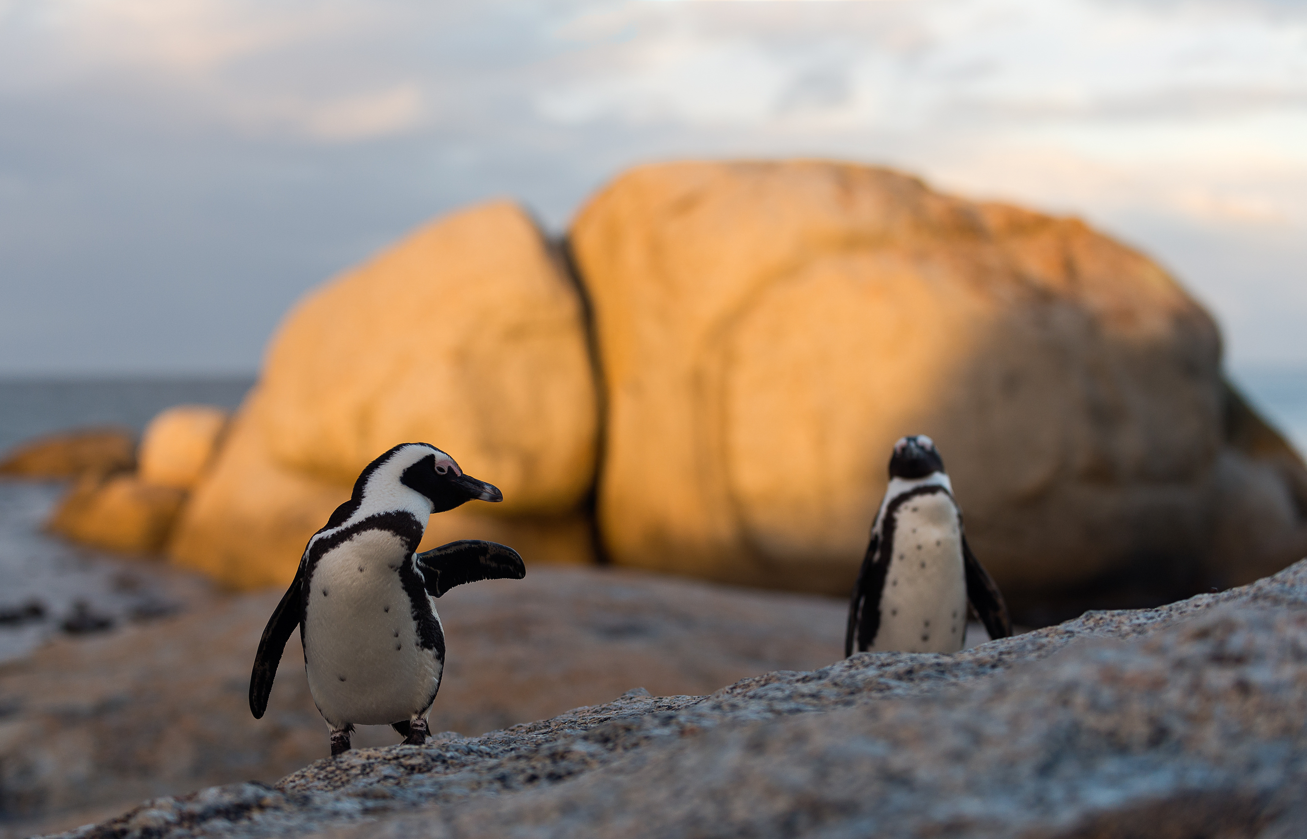 South Africa Penguins