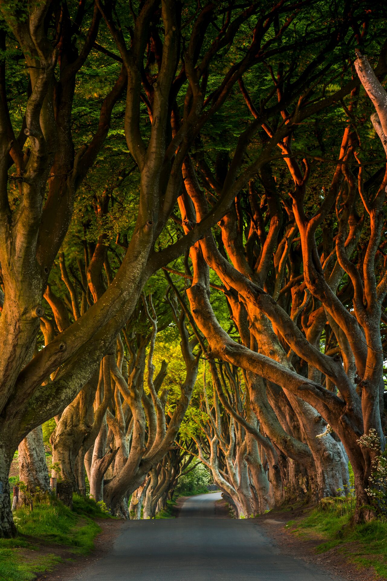 The Dark Hedges, Northern Ireland
